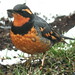 Robin Somers Photo 36