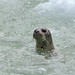 Tracey Seal Photo 26