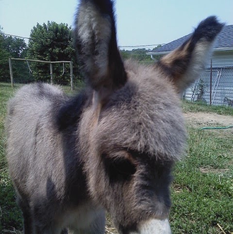 Craig Braman Photo 4