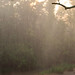 Desiree Mills Photo 41
