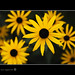 Miguel Aquino Photo 37