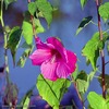 Arlene Erickson Photo 24