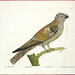 Elizabeth Albin Photo 16
