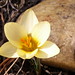 Nancy Kent Photo 39