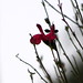 Joy Kenyon Photo 18