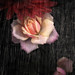 Sharlene Rose Photo 24