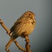 Peter Calandra Photo 29
