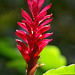 Ginger Bush Photo 25