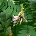 Flora Cain Photo 15