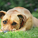 Tara Breeding Photo 15