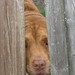 Dottie Young Photo 30