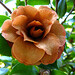 Camellia Brown Photo 19
