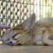 Ramona Fox Photo 29