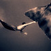 Gregory Colbert Photo 40