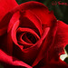 Rose Fletcher Photo 35