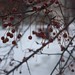 Ann Bitter Photo 27