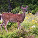 Virginia Deer Photo 13
