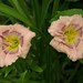 David Kirchhoff Photo 27