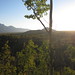 Forrest Palmer Photo 24