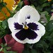 Harold Root Photo 29
