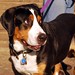 Louis Halley Photo 13