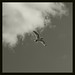John Goede Photo 20
