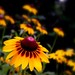 Susan Havens Photo 28
