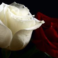 Rima Patel Photo 7