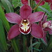 Dorothy Rowe Photo 44
