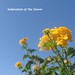 Dawn Bright Photo 25