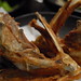 Ko Chin Photo 24