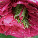 Else Rose Photo 15