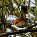 Richard Nightingale Photo 30