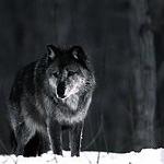 James Clift Photo 48